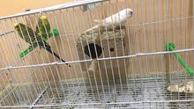 للبيع 3 حبات بادجي 150 درهم مع قفص وبياضه بيع مستعجل للبيع 3 حبات بادجي 150 درهم مع قفص وبياضه بيع مستعجل