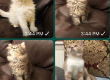 cat male and female cat male and female