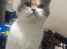 انثى سكوتش فولد انثى سكوتش فولد