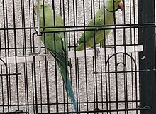 زوج دره حق الإنتاج/ breeding pair of ring neck زوج دره حق الإنتاج/ breeding pair of ring neck