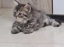 Persian kitten for sale Persian kitten for sale