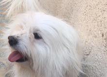 كلب زينه 0772 661 1847 كلب زينه 0772 661 1847