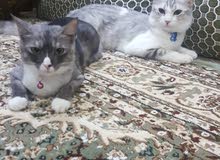 قطط للبيع (ذكر و انثى) قطط للبيع (ذكر و انثى)