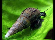 Malaysian Trumpet Snail Malaysian Trumpet Snail