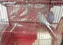 طيور حب طيور حب