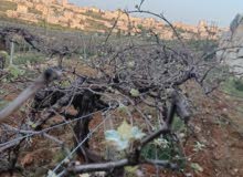 Farm Land for Sale in Hebron Halhul