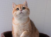 Looking for Pure British Short Hair Female Cat (Tabby/NY/AY11/12/NS11) Looking for Pure British Short Hair Female Cat (Tabby/NY/AY11/12/NS11)