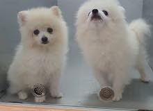 dog for sall dog for sall