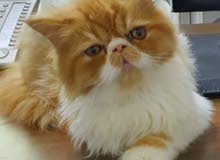 Persian Persian