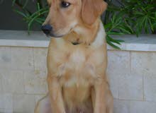 GOLDEN RETRIEVER GOLDEN RETRIEVER