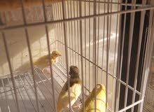 Canary for saleكنارى زوج مع 4 فرخ Canary for saleكنارى زوج مع 4 فرخ