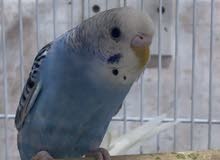 3 budgies for sale