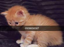 قطط للبيع / cats for sale قطط للبيع / cats for sale