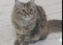 قطه للبيع قطه للبيع