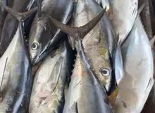 يوجد لدينا جيذر طازج كيلو ب1.600 متوفق معنا من وزن 10كيلو وتحت يوجد لدينا جيذر طازج كيلو ب1.600 متوفق معنا من وزن 10كيلو وتحت