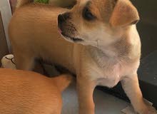 Pure Chihuahua Female Pure Chihuahua Female