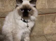 قطه هملايا قطه هملايا