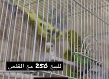 طيور حب طيور حب