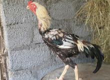 ديك البيع ديك البيع