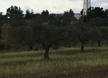 ارض مغروسة عنب وزيتون للبيع ارض مغروسة عنب وزيتون للبيع