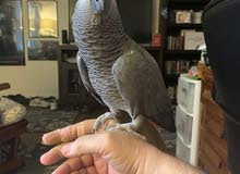 AFRICAN GRAY PARROTS FOR SALE AFRICAN GRAY PARROTS FOR SALE