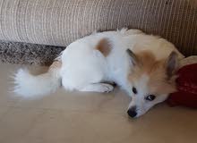 german spitz german spitz