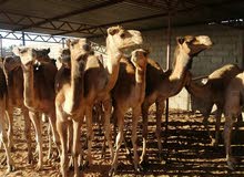قعدان سودانية للبيع قعدان سودانية للبيع