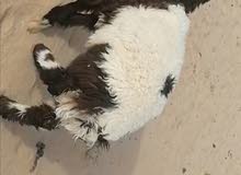 للبيع 5 طليان محلي نعيمي لبيني للبيع 5 طليان محلي نعيمي لبيني