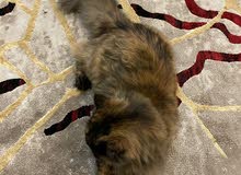 قطه للبيع قطه للبيع