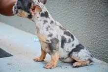 Triple Merle Lilac Carrying for sale