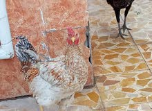 دجاج عربي وهندي للبيع دجاج عربي وهندي للبيع