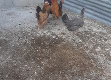 دجاج للبيع