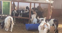 ماعز للبيع تربيه منازل الجوده عاليه فى الصور واضح ماعز للبيع تربيه منازل الجوده عاليه فى الصور واضح