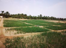 مزرعة للبيع لمحبين القت والماء العذب مزرعة للبيع لمحبين القت والماء العذب