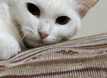 قطو انثى قطو انثى
