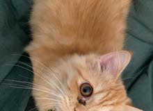 Persian Male Picky Face Kitten