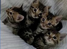 Pure Bengal Kittens for Sale