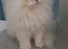 Scottish fold male long hair available for more information kindly wats app @