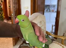 Indian ring neck parrot less than one year old