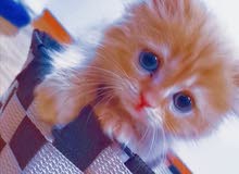قطه شيرازي العمر 3 اشهر قطه شيرازي العمر 3 اشهر