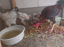 للبيع دجاج للبيع دجاج