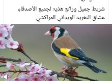 مطلوب طيره حسن تكون شغاله
