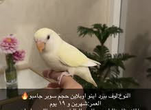 النوع:لوف بيرد اينو اوبلاين حجم سوبر جامبو النوع:لوف بيرد اينو اوبلاين حجم سوبر جامبو