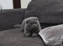 Scottish fold for mating Scottish fold for mating
