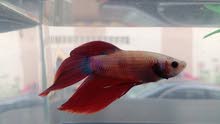 Betta Fish Betta Fish