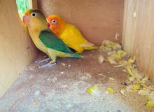 LoveBird Pair