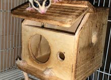 sugar glider White face sugar glider White face