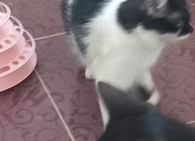 قطط للتبني قطط للتبني