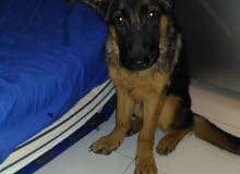 german shepherd puppy 2 month old german shepherd puppy 2 month old