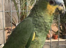 ببغاء امازوني ببغاء امازوني
